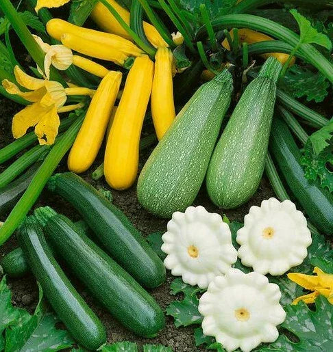 Summer Squash Seeds Mix - 5 Varieties Including Zucchini & Patty Pan - Cucurbita pepo - Non-GMO Seed Packet