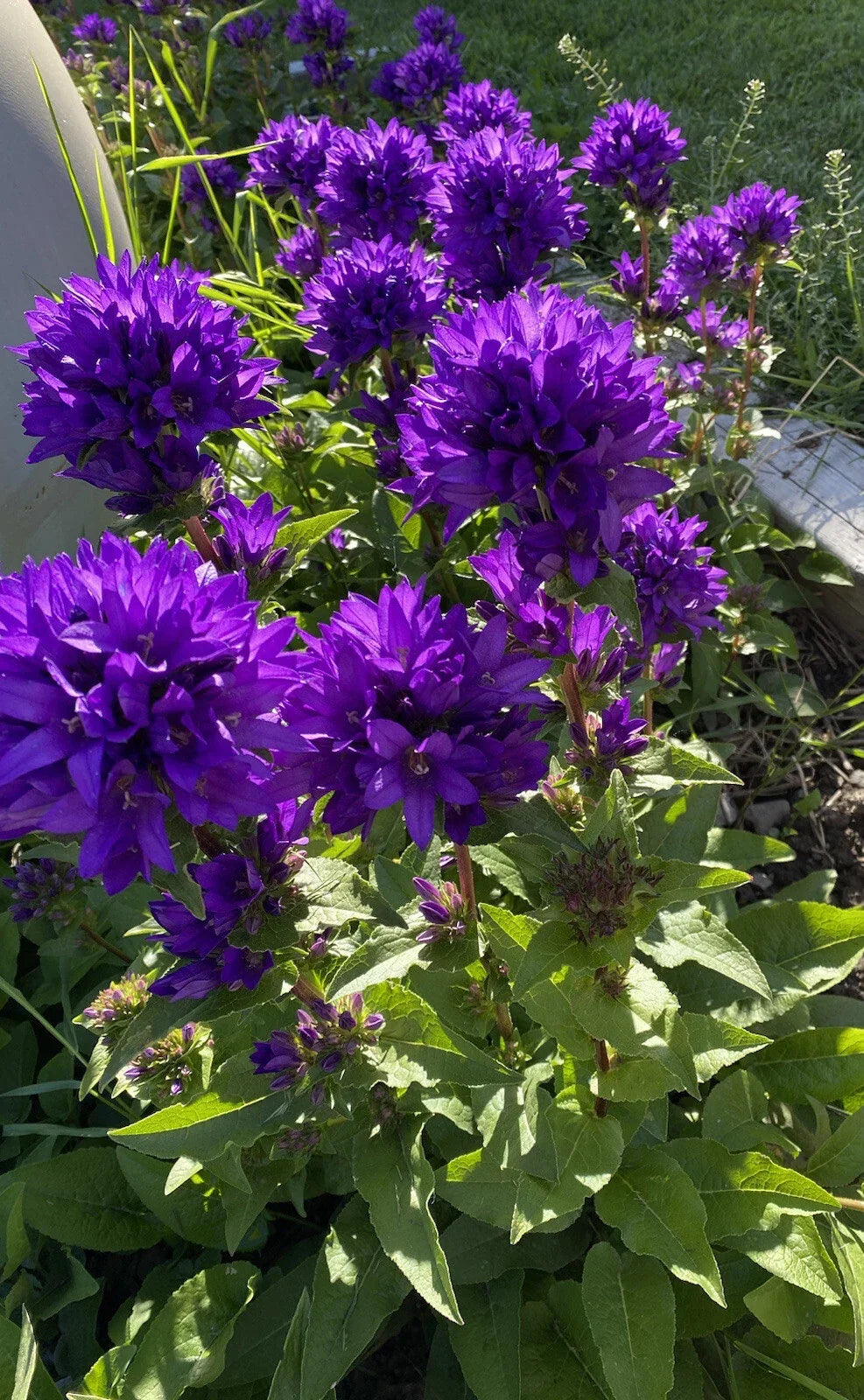 Bare Root Purple Bellflower Plants 5 Pack, Campanula Superba Glomerata, Perennial Garden Flowers for Landscaping