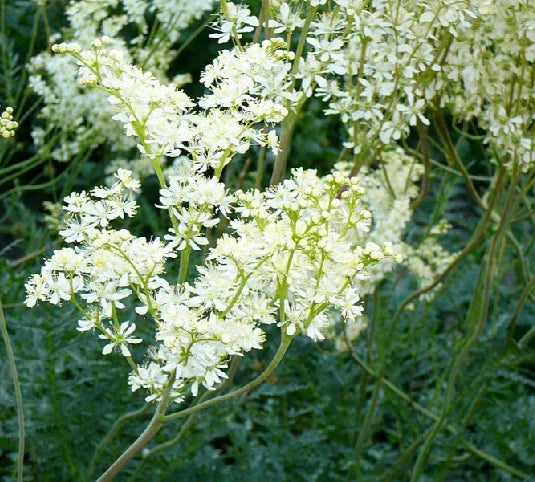 Filipendula vulgaris Seeds - 25 Count, Common Meadowsweet, Perennial Herb for Garden, Landscape, Pollinator Attractant
