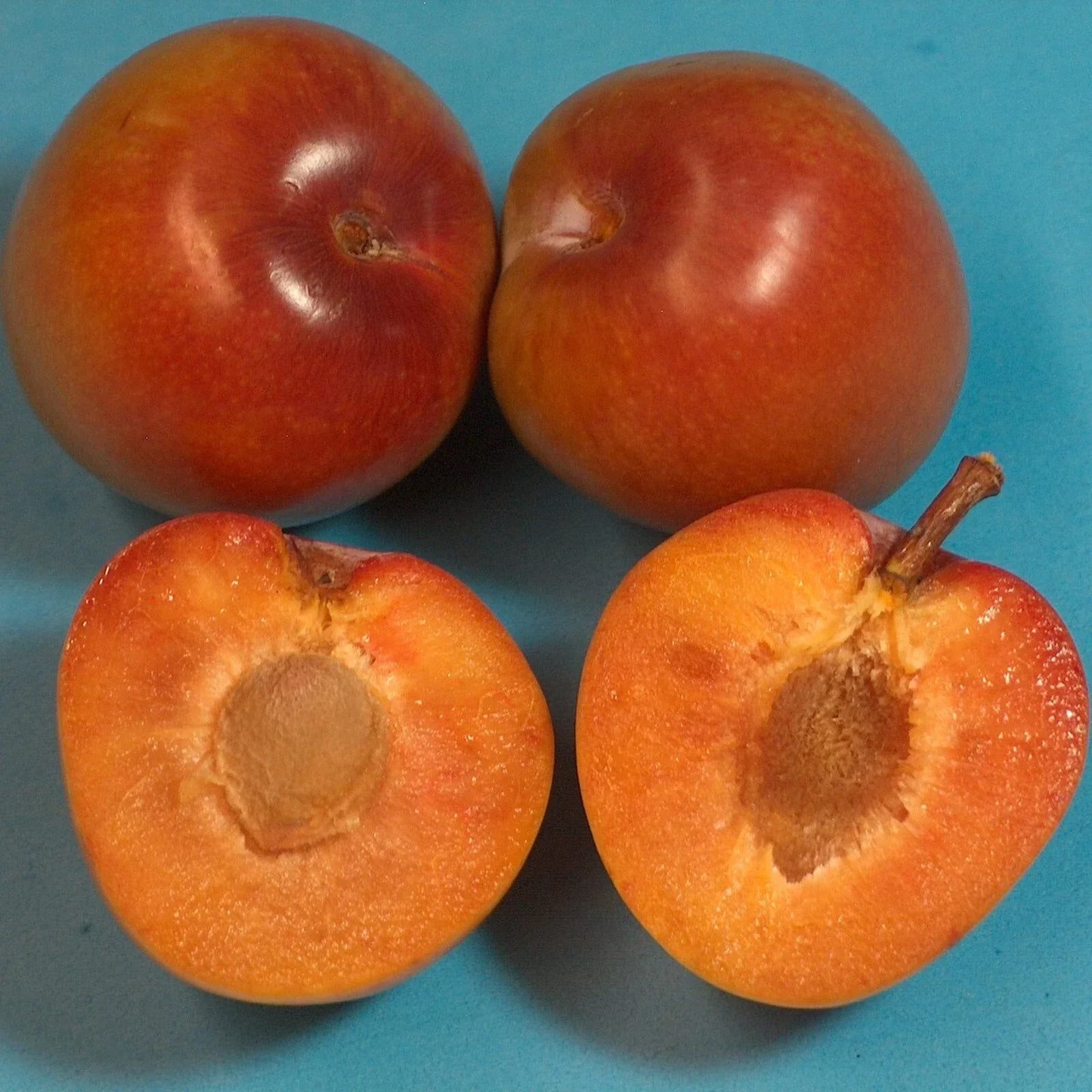 Elephant Heart Plum Tree Grafting Scionwood - Prunus domestica, Buds, Orchard, Fruit Tree Propagation, T510A (4)