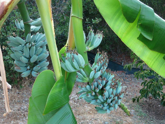 Musa Ice Cream Banana Tree Starter Plant - Blue Java - Sweet Vanilla Flavor - Live Indoor/Outdoor Tropical Plant