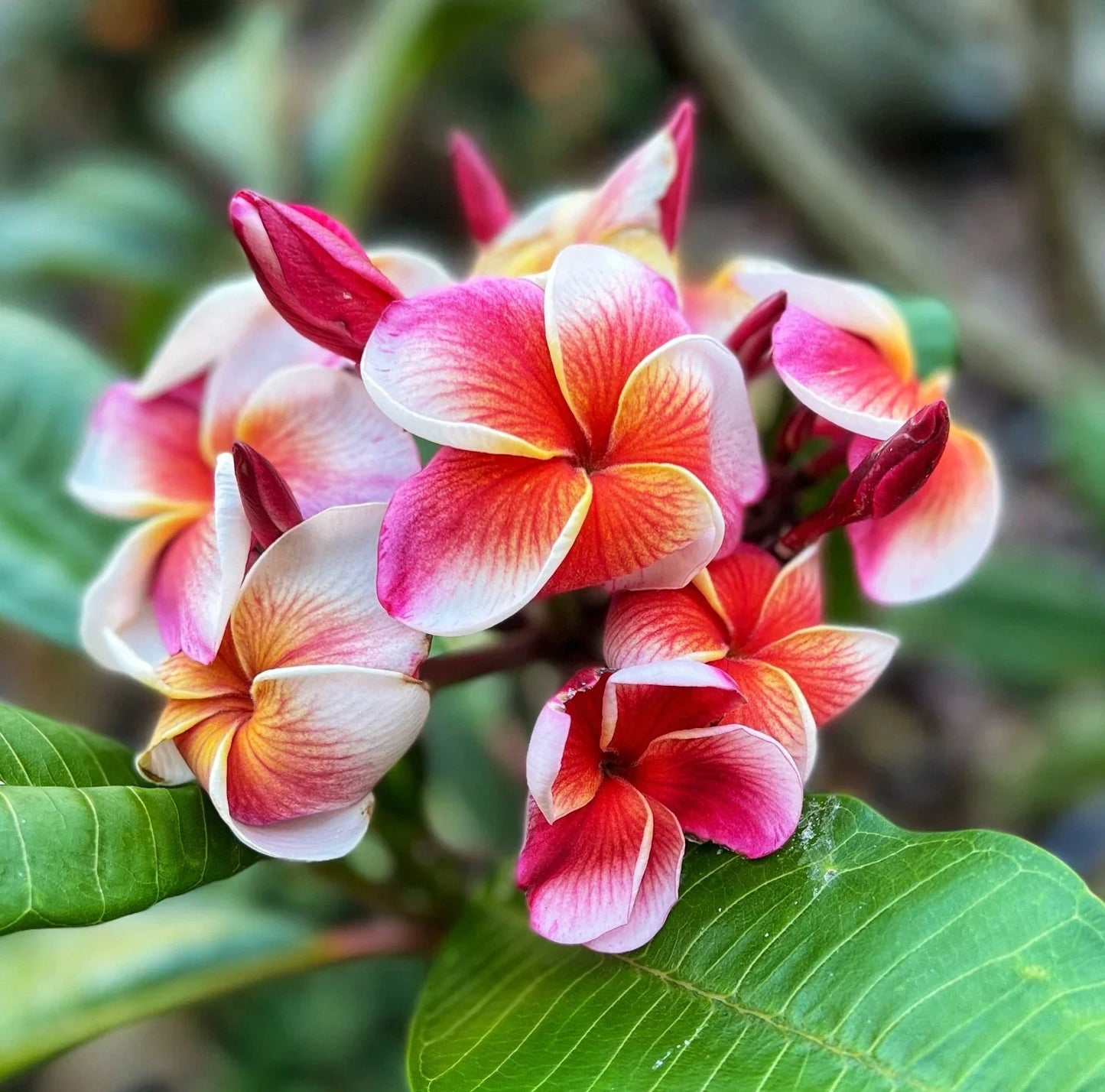 Plumeria Cutting 1 Grow Tip Tropical Flowering Plant J105 Variety Fresh Rooting Ready
