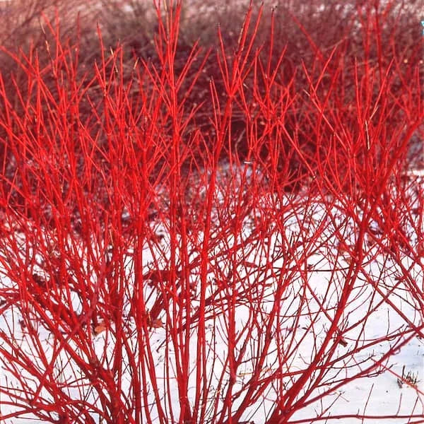 Red Twig Dogwood Live Plant 8-16 Inches Bareroot Cornus Sericea for Zones 3-8 - Very Well Rooted Shrub with Red Stems