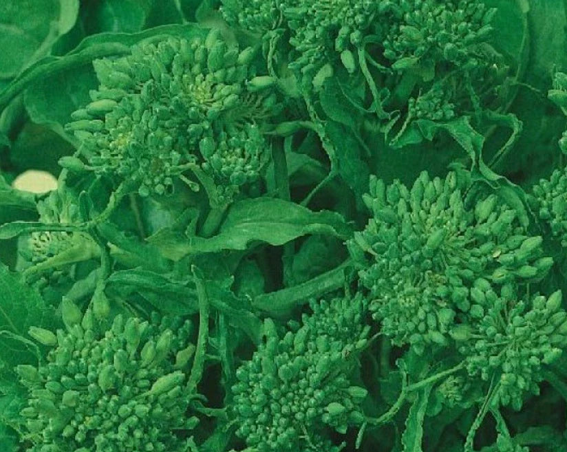 Rapini Broccoli Seeds - Early Fall Variety, Non-GMO, Brassica rapa, 500 Count, Italian Greens for Home Garden Cultivation