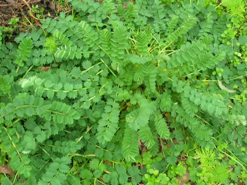 Salad Burnet Herb Seeds | 250+ Non-GMO Sanguisorba minor for Salads & Culinary Use | Perennial Herb Seed Packet