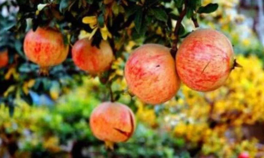 Pomegranate Seeds - Tunisia Crystal Soft Variety - Punica granatum - Juicy, Sweet Fruit & Ornamental Tree for Home Garden