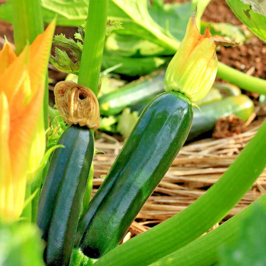 Organic Black Beauty Zucchini Seeds | 31+ Heirloom Summer Squash for Garden & Container | Cucurbita pepo