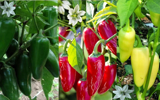 Jumbo Jalapeño Pepper Seeds - 100+ Heirloom Capsicum annuum in Red, Green, Yellow Varieties for Home Gardening