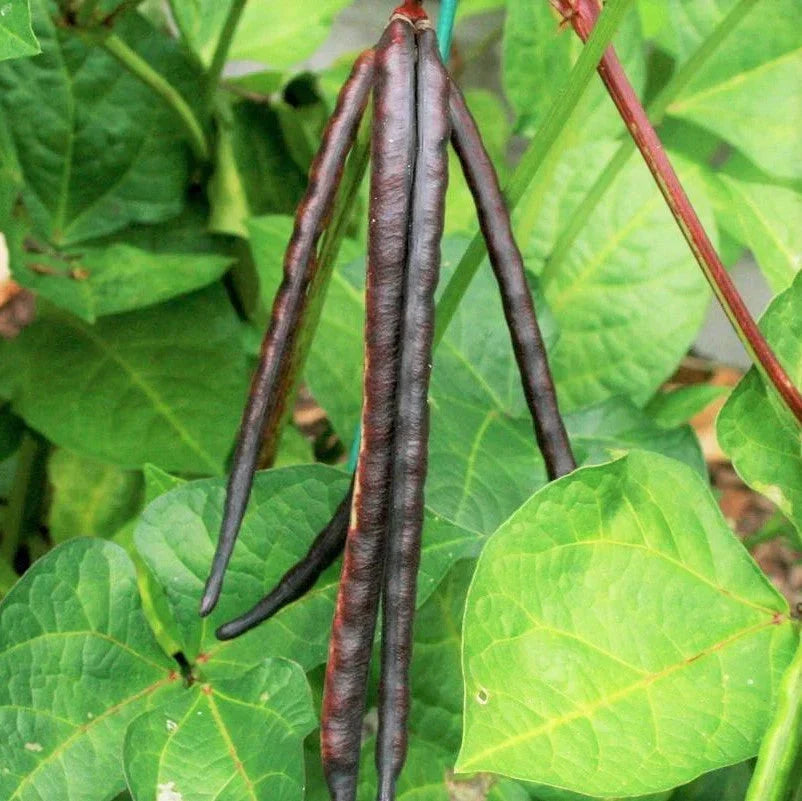 Knuckle Purple Hull Cowpea Seeds - Brown Crowder Variety for 2025 Planting, Vigna unguiculata, Nutritious, Drought-Resistant, Garden & Container
