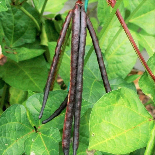 Knuckle Purple Hull Cowpea Seeds - Brown Crowder Variety for 2025 Planting, Vigna unguiculata, Nutritious, Drought-Resistant, Garden & Container