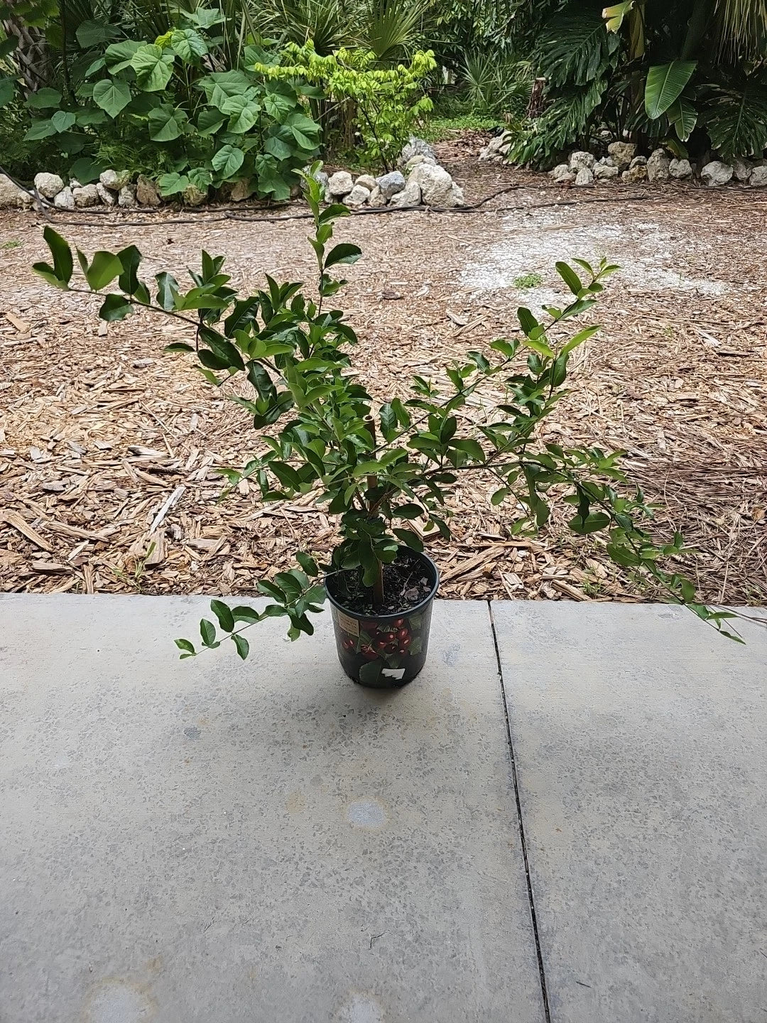 Large Barbados Cherry Tree Starter Plant 35" Tall Malpighia emarginata Edible Fruit for Florida Food Forest Garden