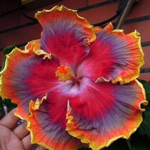 Hibiscus Seeds 20 Pack - Red, Purple, Orange Perennial Flower Seeds - Hibiscus rosa-sinensis for Gardens & Containers