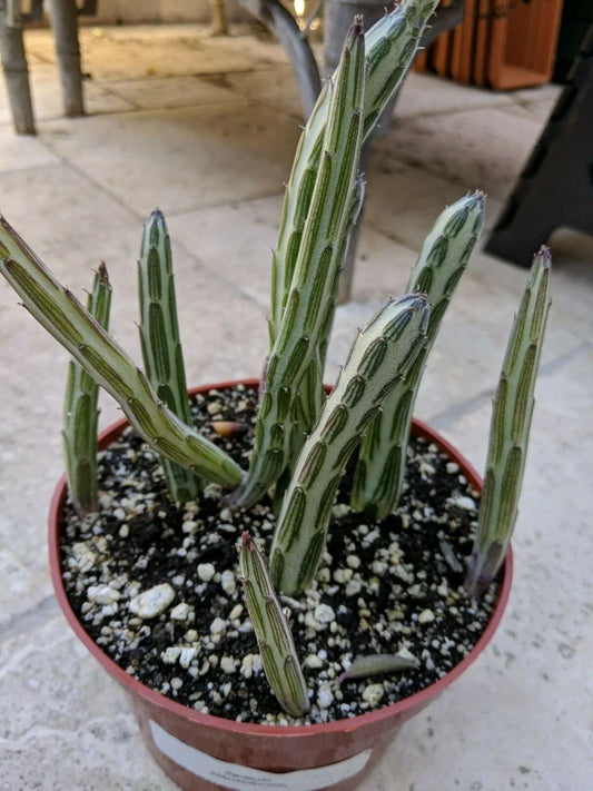 Kleiniia Senecio Stapeliiformis Pickle Plant Succulent 1 Rooted Stem Unique Green Color, Easy Care, Ornamental Houseplant