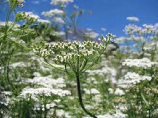 Heirloom Cumin Seeds 25+ | Aromatic Cuminum cyminum for Salads & Cooking | Easy to Grow Herb