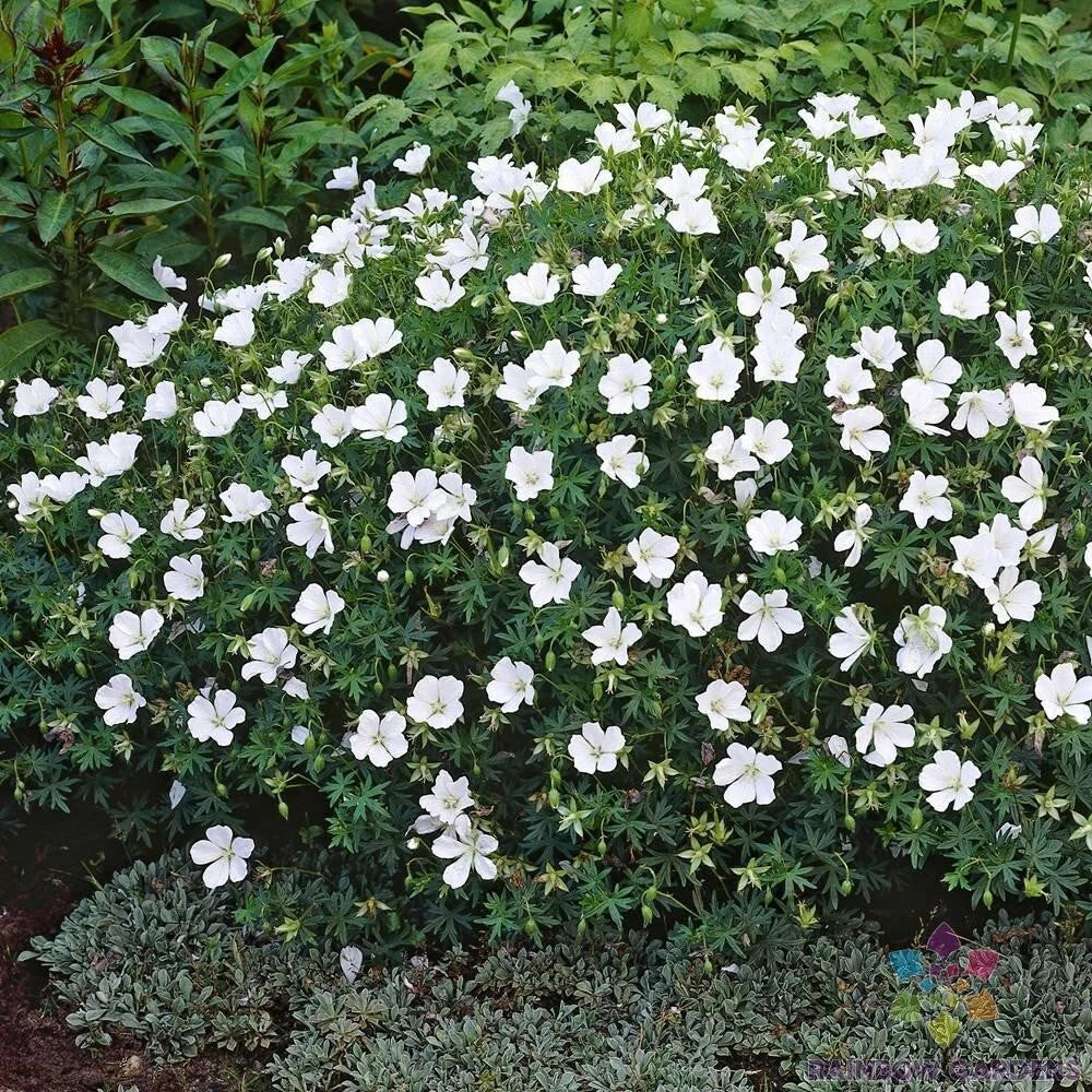 White Cranesbill Geranium Seeds – Geranium maculatum – Perennial Flower Seeds for Garden, Pollinator Attracting, Non-GMO, Free Shipping