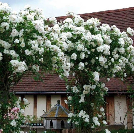 Climbing White Rose Seeds - Perennial Flower Bush for Trellises & Fences - Rosa 'Climbing White' - 10 Pack