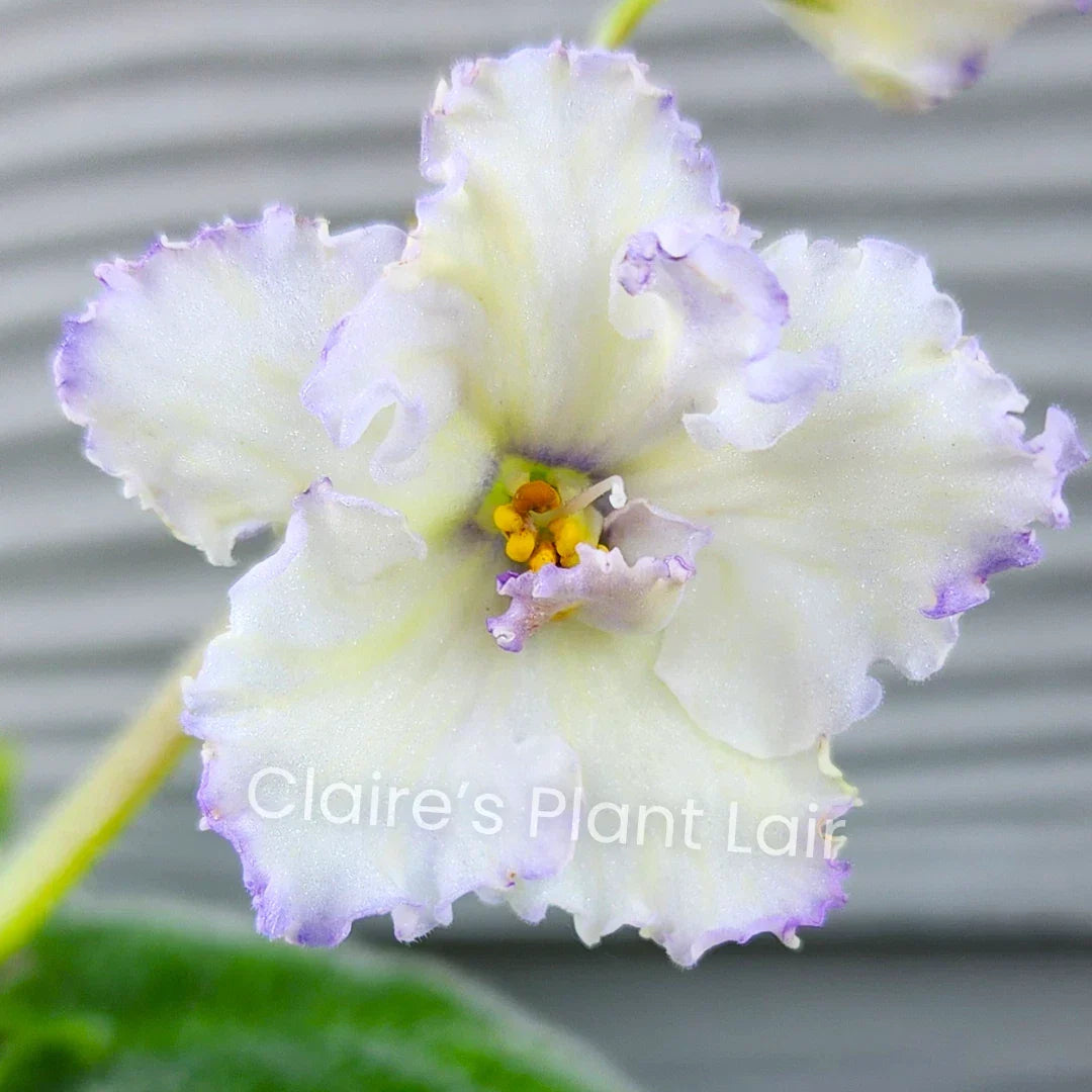 African Violet Leaf - Ma's Ching Dynasty - Standard Saintpaulia ionantha Indoor Plant for Bright Home Decor