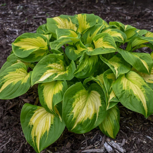 Hosta Plant in 5.25" Pot | Etched Glass Variety | Proven Winners Perennial | Hosta spp. for Shade Gardens