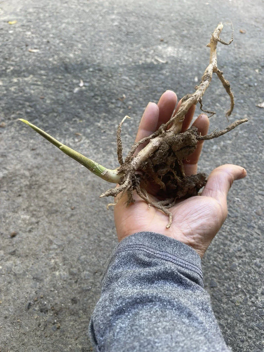 Japanese Myoga Ginger Plant with Root – Live Herb for Culinary Use – Zingiber mioga – Fresh, Aromatic Buds & Roots