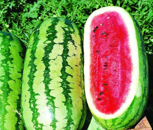 Jubilee Watermelon Seeds - Organic Citrullus lanatus for Home Garden, Juicy & Sweet, Pack of 20