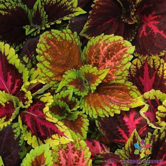 Kong Empire Mix Coleus Seeds - 25+ Pack for Garden & Container Planting - Colorful Foliage, Solenostemon scutellarioides