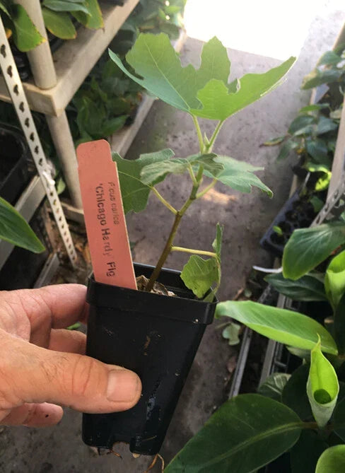 Chicago Hardy Fig Tree Live Plant - Self Fertile, Cold Hardy Ficus carica 'Chicago Hardy' in 3-Gallon Pot