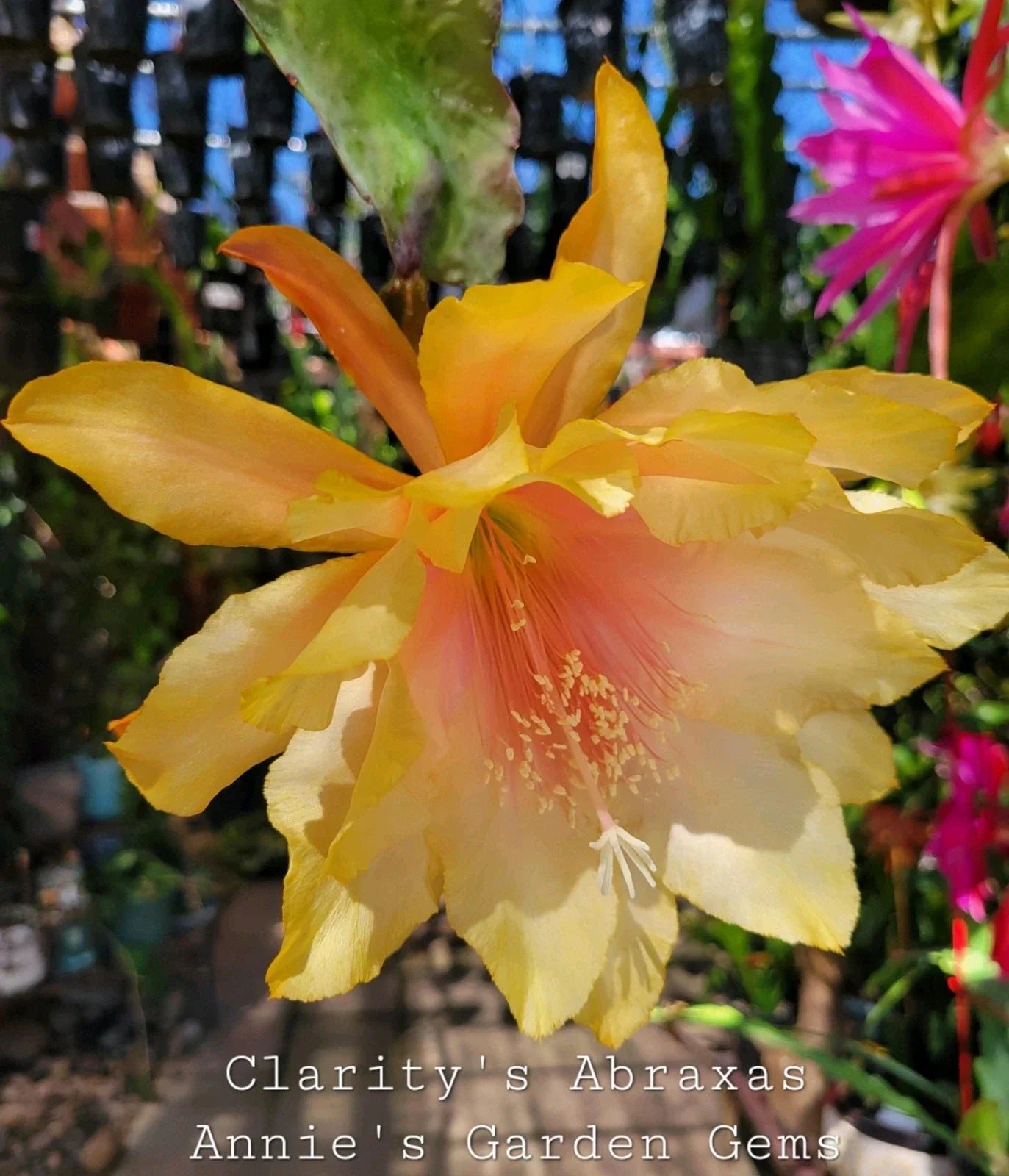 Epiphyllum Clarity's Abraxas Orchid Cactus 4-Inch Pot – Vibrant Color, Well-Rooted Houseplant, Unique Epiphyllum Species