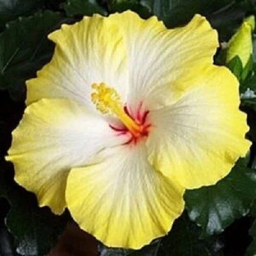 Hibiscus Seeds - 20 Yellow White Perennial Flower Seeds - Hibiscus rosa-sinensis - Garden, Landscape, Container Planting