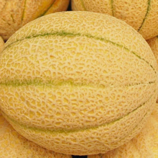 Iroquois Melon Seeds | Heirloom, Non-GMO, Citrullus lanatus, Sweet, Juicy, Garden Seeds