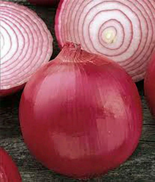 Onion Seeds Pack - Burgundy Red Heirloom, Short Day, Non-GMO, Allium cepa, 100 Seeds