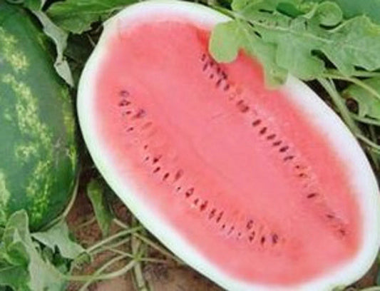 Non-GMO Watermelon Seeds 25 Pack Citrullus lanatus Heirloom for Home Garden, Juicy, Sweet, Easy to Grow