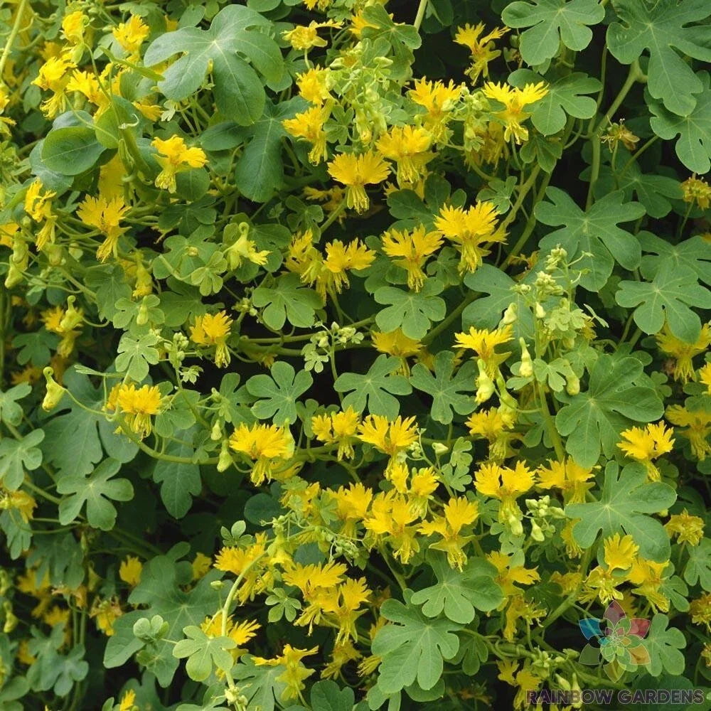 Canary Creeper Nasturtium Seeds - 50+ Pack, Climbing Vine, Tropaeolum peregrinum, Bright Yellow & Orange Flowers, Edible Leaves