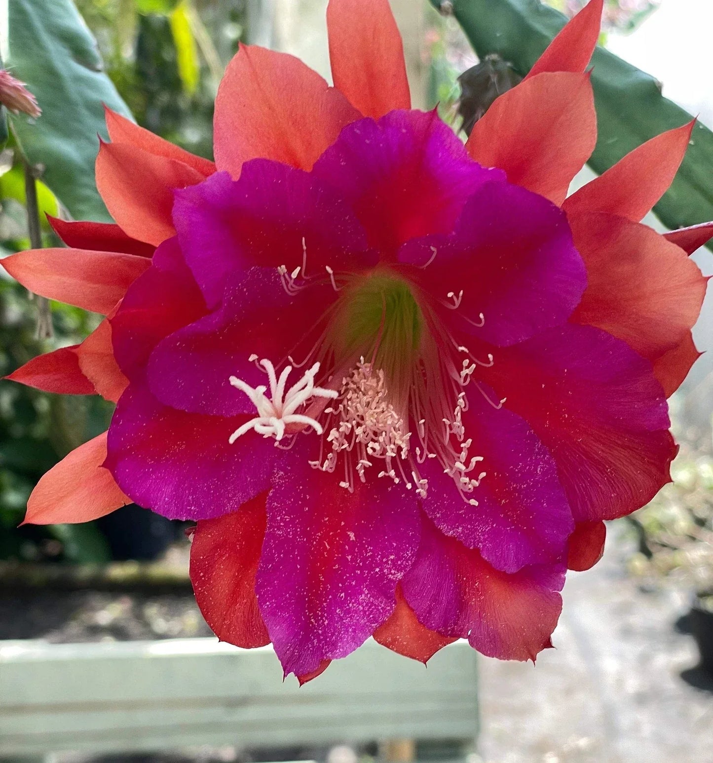 Epiphyllum Hybrid Starter Pot - 'Appeal' Tropical Cactus Succulent Plant, Fully-Rooted Houseplant, Unique Indoor Plant, Epiphyllum spp.
