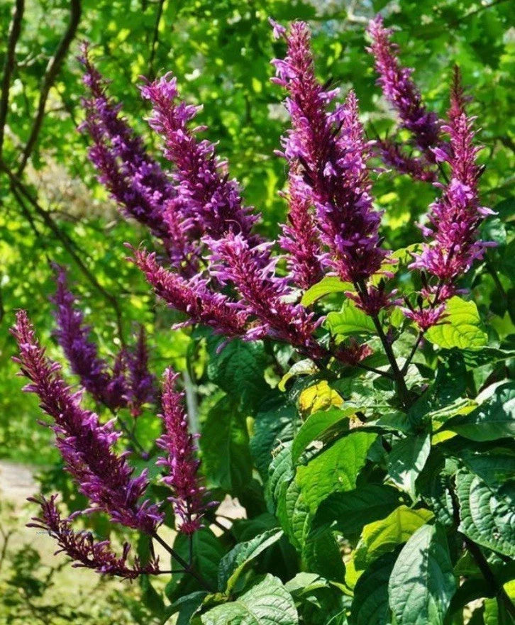 Purple Firespike Cuttings - 10 Organic Plant Clippings for Butterfly & Hummingbird Garden - Odontonema callistachyum