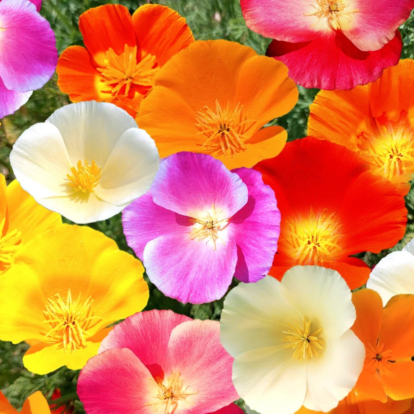 California Poppy Seeds Mix – 7 Color Flower Seeds – Eschscholzia californica – Wildflower, Pollinator Attracting, Non-GMO