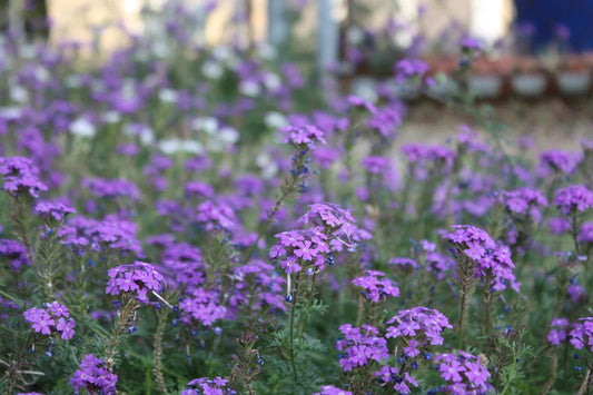 Moss Verbena Seeds - Perennial Ground Cover with Creeping Purple Flowers - Verbena bonariensis - Free Shipping