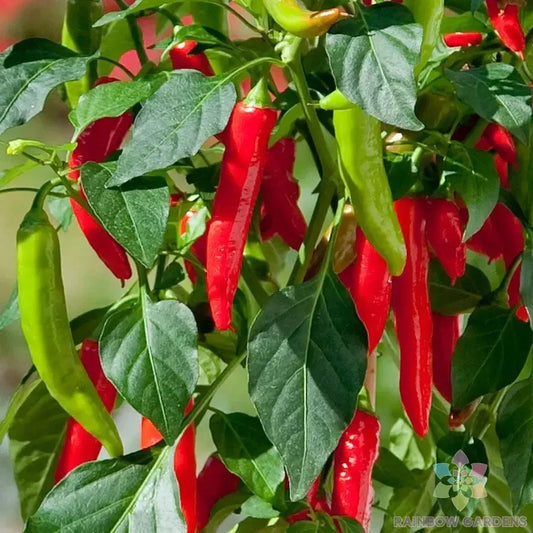 Hot Fajita Pepper Seeds - 25+ Capsicum annuum, Compact, Medium-Heat, Heirloom, Non-GMO, for Salsas & Stir-Fries