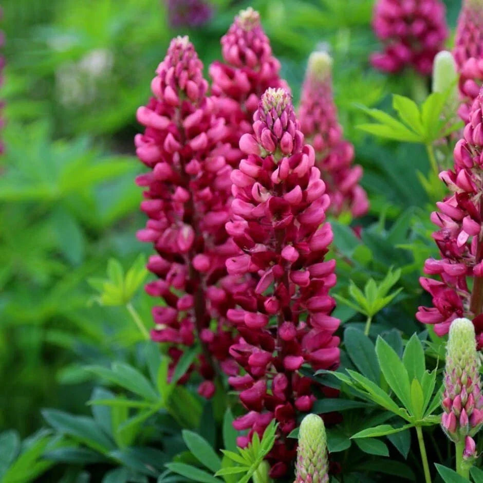 Gallery Red Lupine Seeds - Perennial Hardy Flower Pack of 25 Lupinus polyphyllus for Gardens, Borders, and Wildflower Mixes