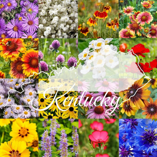 Kentucky Wildflower Seed Mix 1/4lb Bulk Native Wildflowers for 2,000 sq ft Coverage, Native Plant Seeds, Garden Wildflower Mix