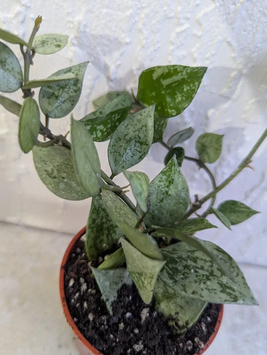 Hoya Lacunosa 'Krohniama Silver' Live Plant in 3 Inch Pot, Wax Houseplant, Easy-Care Indoor Plant, Silver Green Foliage, Home Decor