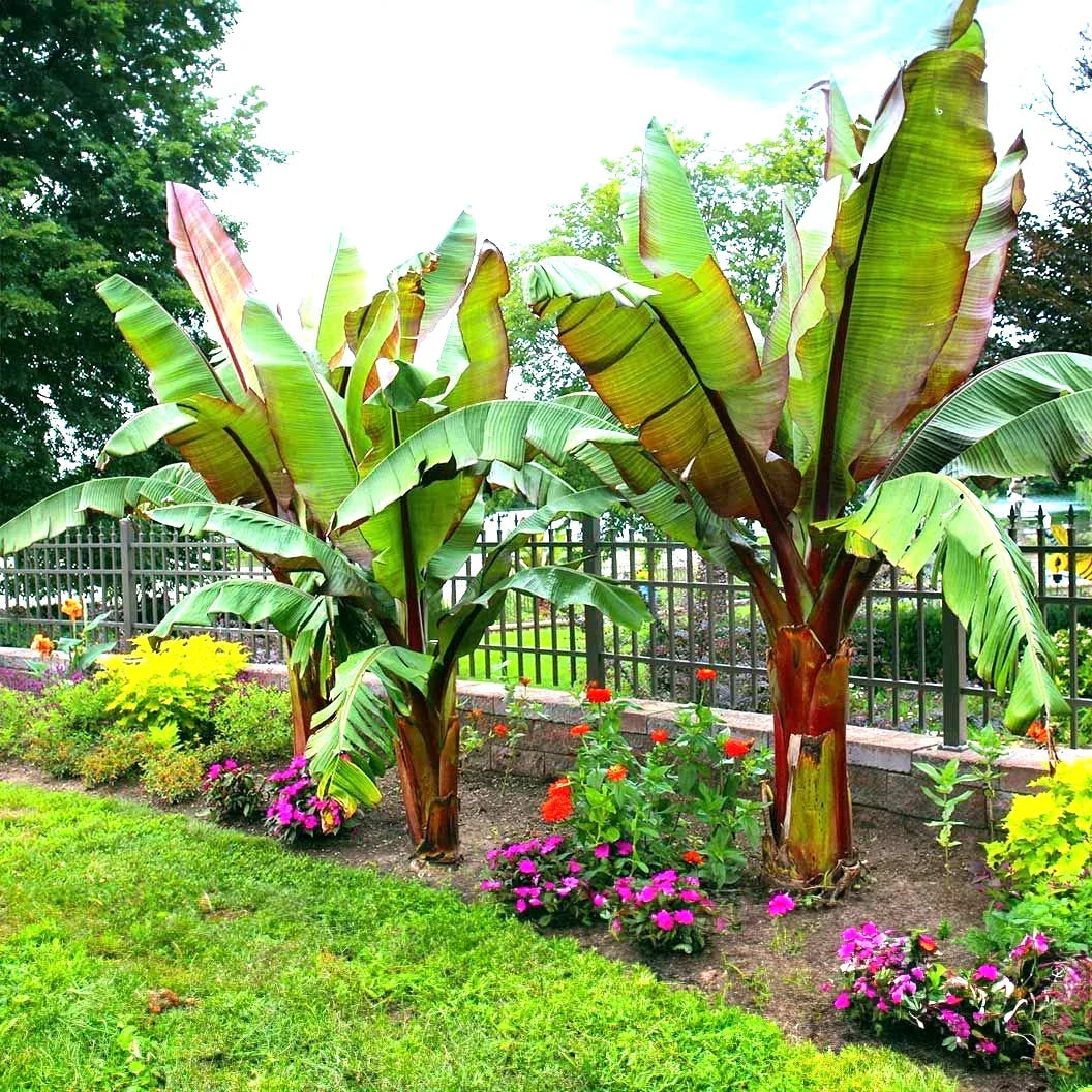 Red Abyssinian False Banana Plant Seeds – Musa Ensete Ventricosum – Rare Tropical Gardening Seeds for Exotic Landscape and Container Gardening