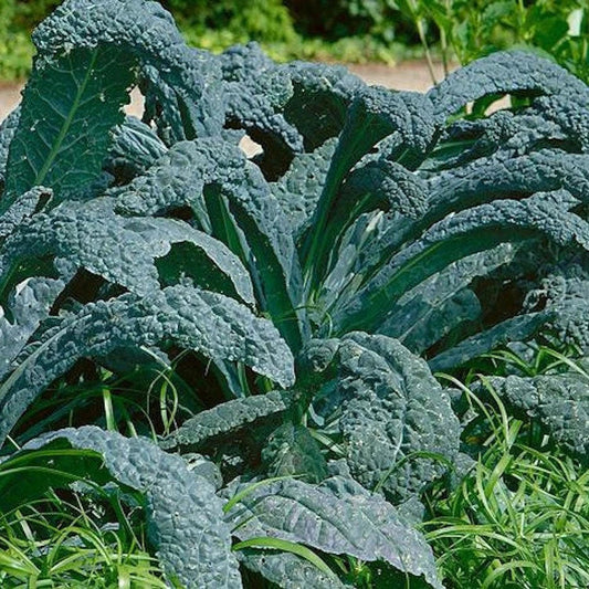 Lacinato Kale Seeds Non-GMO Heirloom Dinosaur Kale Brassica oleracea Tuscan Variety for Home Garden
