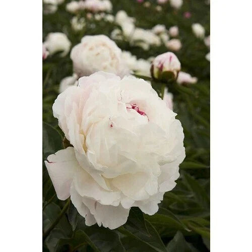 Bareroot Peony 2-3 Eyes Shirley Temple Variety Paeonia lactiflora Fall Planting Garden Flower