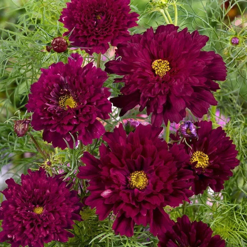 Double Click Cranberries Cosmos Seeds - 200+ Cosmos bipinnatus Colorful Flower Seeds for Garden, Borders, Containers