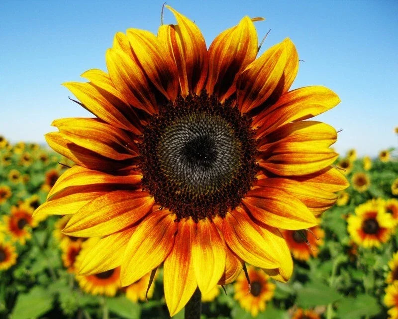 Firecracker Sunflower Seeds - 25 Non-GMO Helianthus annuus for Vibrant Garden Blooms, Attract Pollinators, Easy to Grow