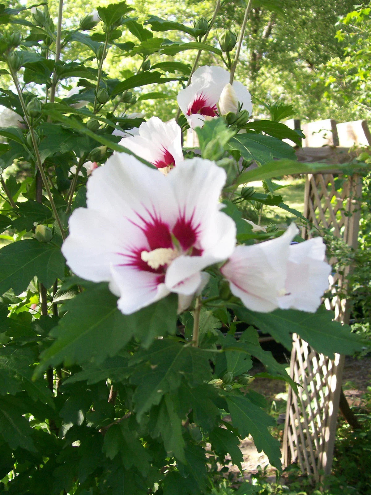 Rose of Sharon Plant Cuttings Set of 10 | White and Purple Hibiscus syriacus Shrubs for Garden Landscaping