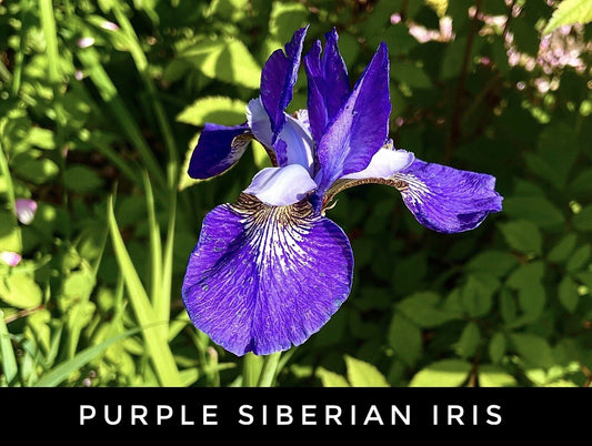 Live Purple Siberian Iris Bare Root Rhizome Starter Plants | Perennial Iris sibirica for Garden Borders