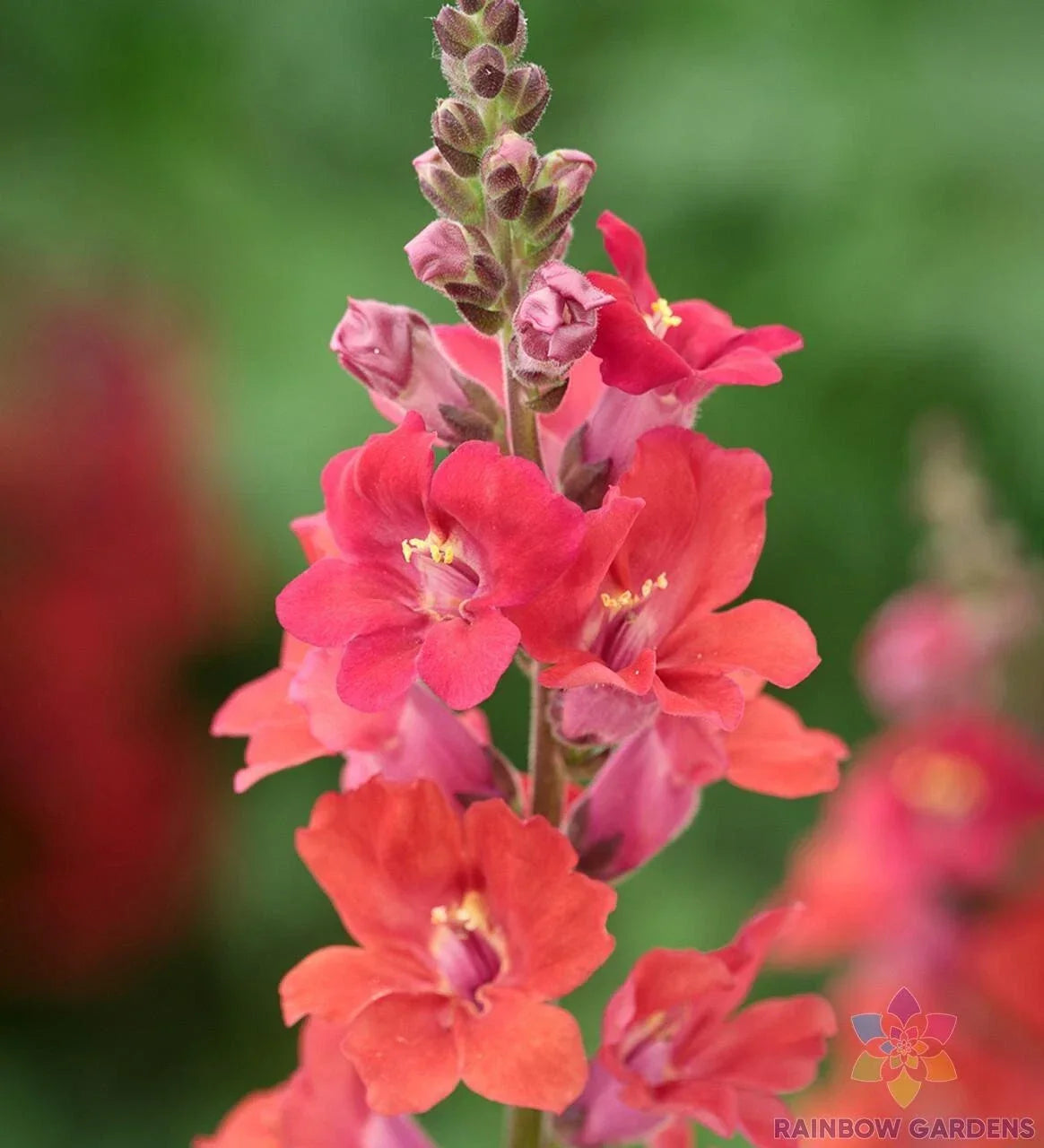 Chantilly Deep Orange Snapdragon Seeds - 1000+ Pack Antirrhinum majus for Gardens, Borders, Containers - USA Grown