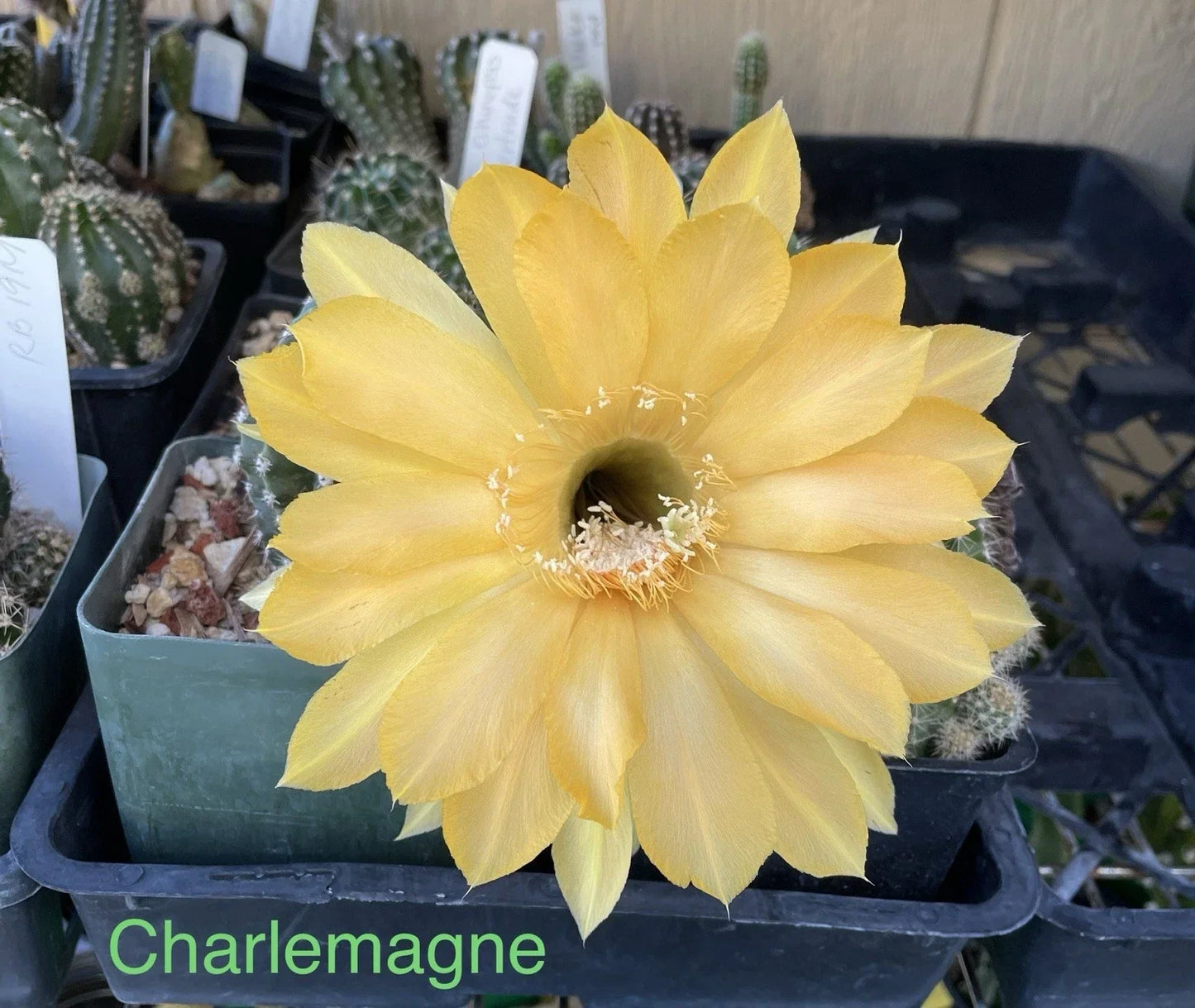 Echinopsis Schick Hybrids Cactus Plant - Rooted Succulent Variety - Charlemagne Echinopsis - Easy Care Indoor or Outdoor Plant