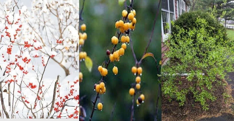 Winterberry Holly Cuttings 6-Pack with Red & Yellow Berries Ilex verticillata for Propagation and Seasonal Arrangements